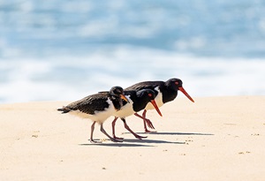 Pied oystercatcher family walking on sand with the sea behind them