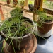 Budawangs wallaby grass (Plinthanthesis rodwayi) growing in terracotta pots in front of a glass window.