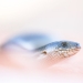 A rare mallee slender blue-tongue lizard (Scincidae) found during surveys
