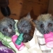 Rescued young flying-foxes feeding - Shoalhaven Bat Clinic