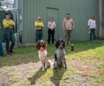 Alice and Echo are on the grass in the foreground, looking up at the camera. NPWS staff are standing behind the dogs.