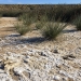 Dryland salinity encountered at Liddell, NSW