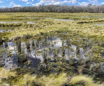 A wetland ecosystem with diverse vegetation and standing water under a clear sky