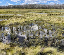 A wetland ecosystem with diverse vegetation and standing water under a clear sky
