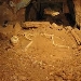 Megafauna skeleton in a cave