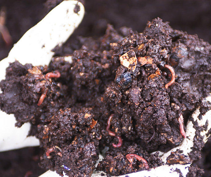 Worm farm compost with worms