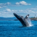 Humpback whale (Megaptera novaeangliae) breaching off Green Cape, Ben Boyd National Park