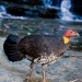 Bush turkey at Somersby Falls, Brisbane Water National Park