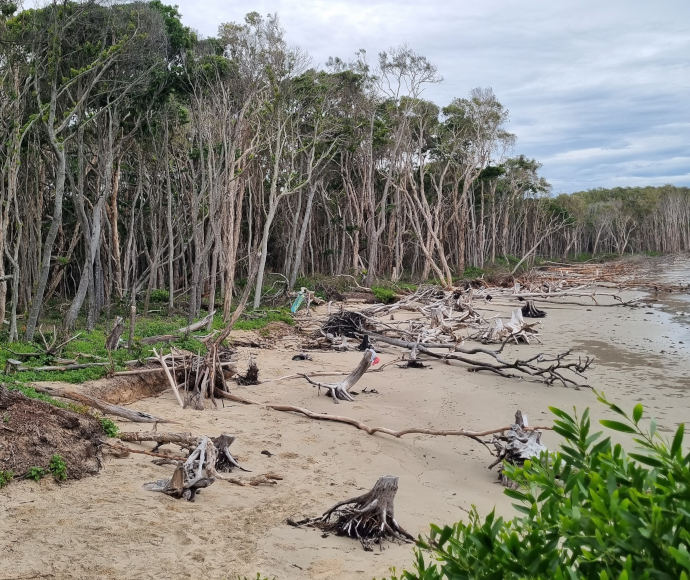 Storm damage including tree debris at Woody Bay beach