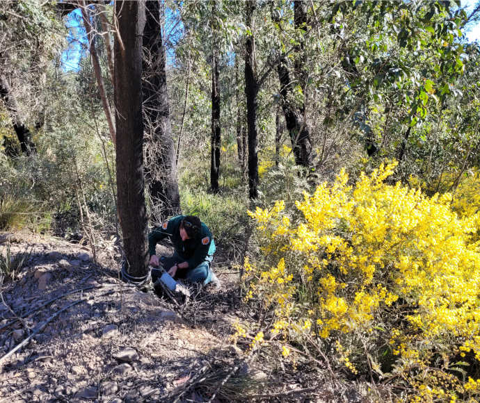 A National Parks and Wildlife Service ranger crouched over a traffic counter at the foot of a slender tree by a bright golden wattle bush