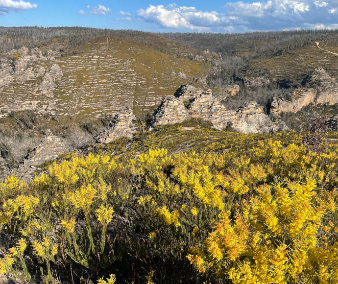 View from a high hilltop in the Gardens of Stone State Conservation Area, with yellow flowers in the foreground and spectacular natural pagodas in a line through the valley