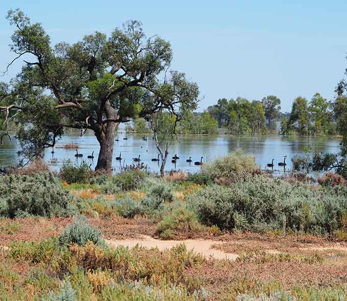 Black swans on a lake, tree and scrub in foreground