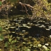 Water lilies, lily pads, wetland, Limeburners Creek National Park