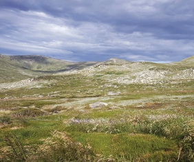 NSW Government allows aerial shooting to reduce wild horse population in Kosciuszko National Park