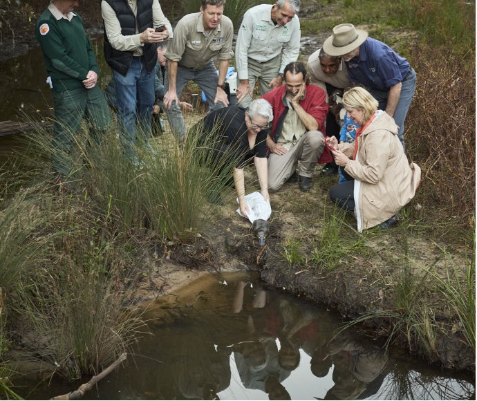 Penny Sharpe is kneeling by the water's edge and holding a platypus that is emerging from a release bag. She is surrounded by Dr Gilad Bino, Heathcote MP Maryanne Stuart and NPWS parks staff.
