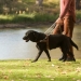 Assistance dog walking with person in a park by a river