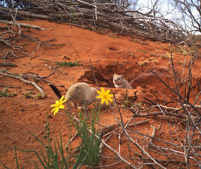 Home safe home. A camera trap snaps crest-tailed mulgaras (Dasycercus cristicauda) Maurice and Moneypenny (in burrow with radio-tracking collar) making a new home amid the desert flowers and red soils of Sturt National Park