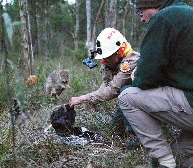 Eastern bettong leaping from bag as 2 NPWS officers look on