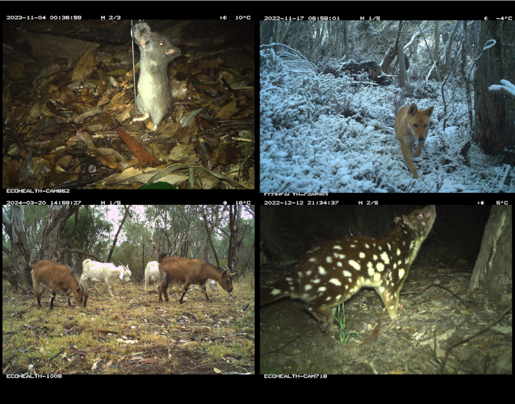 4 species captured by trail cameras in Royal-Heathcote-Garawarra. Clockwise from top left: mouse, wild dog, spotted-tailed quoll; goats.