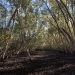 Mangroves at DPI Duck Creek Research Station