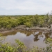 Mangroves at Towra Point Nature Reserve	