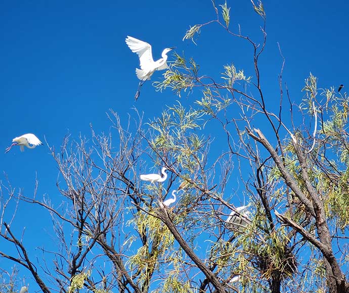 White egrets flying and in trees at South Arm, Narran Lake