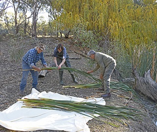 Ngiyampaa elder and Booberoi traditional owner, Peter Harris, back on country beside Booberoi Creek harvesting cultural resources that look like large green reeds with his cousin from Wilcannia, 'Waddy' Harris, and Department of Planning Industry and Environment staff member Jo Lenehan.