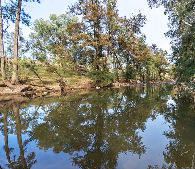 A brown river, flanked by conifers and eucalypts on both banks, reflecting in the water