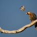 A feathery dispute between bird of prey and smaller bird