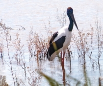 A poised stork standing in shallow waters, surrounded by budding plants, its reflection mirrored on the water’s surface