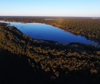 Moira Lake, part of Millewa forest, Murray Valley Regional Park