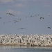 Adult and juvenile pelicans in the Lake Brewster pelican colony. 