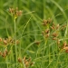 Marsh club-rush (Bolboschoenus fluviatilis)