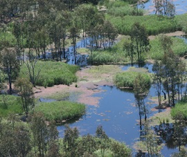 Aerial view of river red gums and common reeds