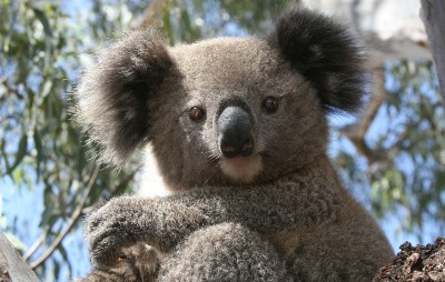 A koala in a tree