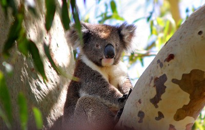 koala in tree