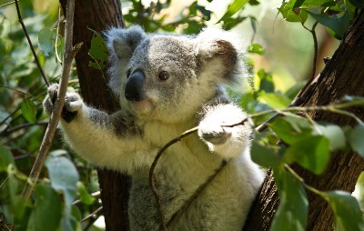 A koala in a tree