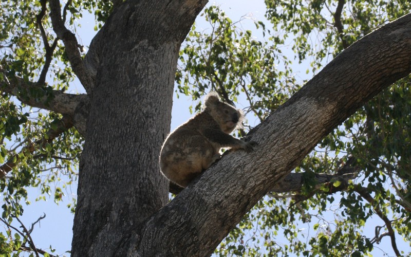 A koala in a tree