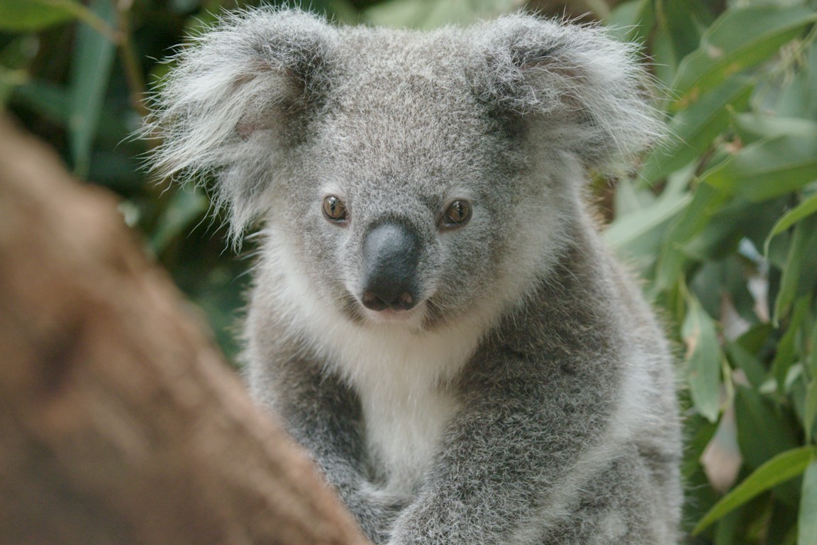 A koala in a tree