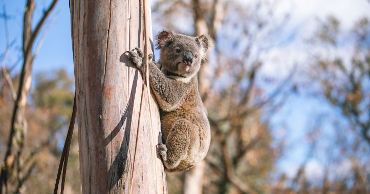 A koala in a tree