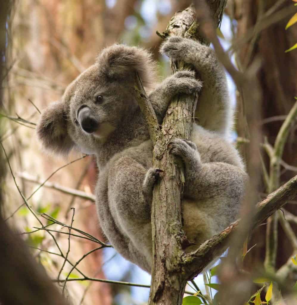 A koala in a tree