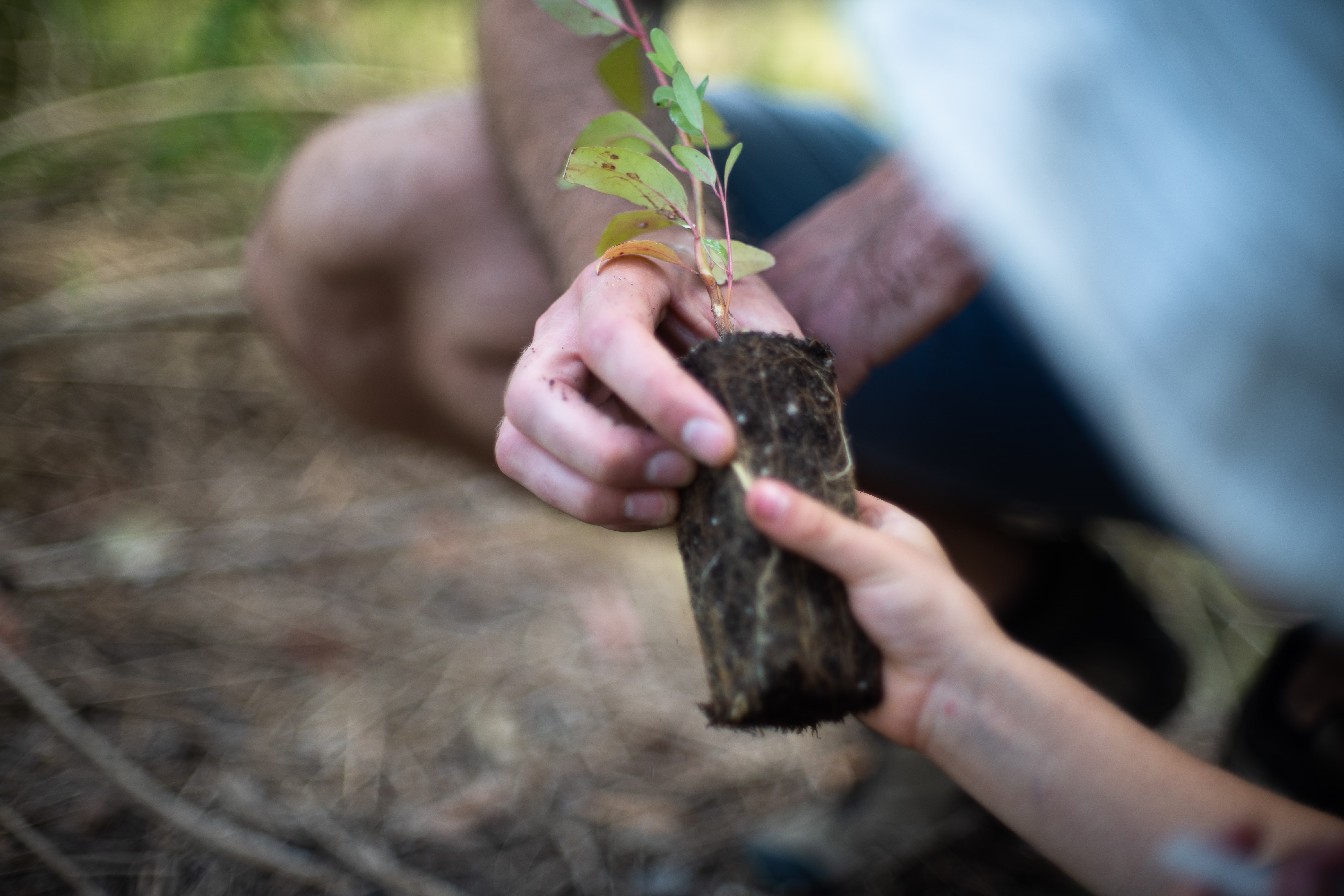 A sapling passed between hands