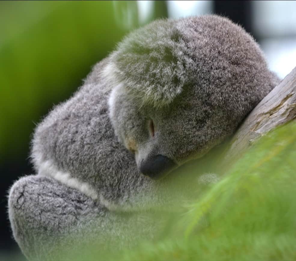 koala in tree