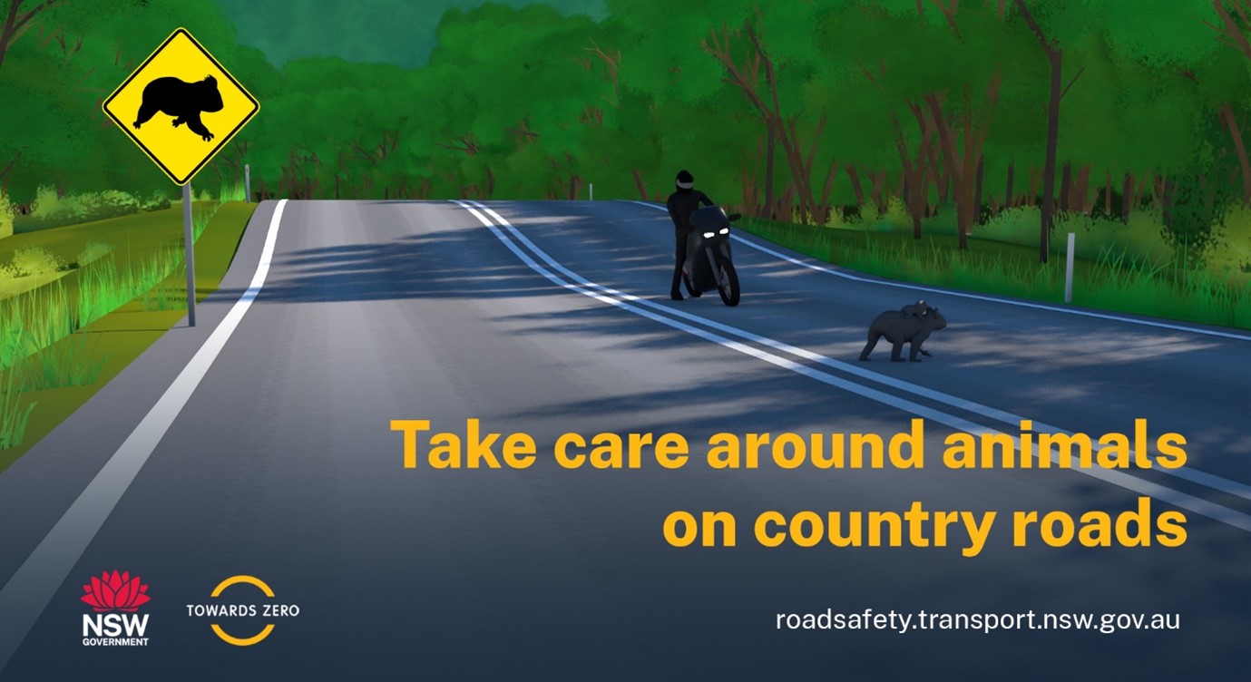 6 Tips for avoiding collisions with koalas and other native animals on the road