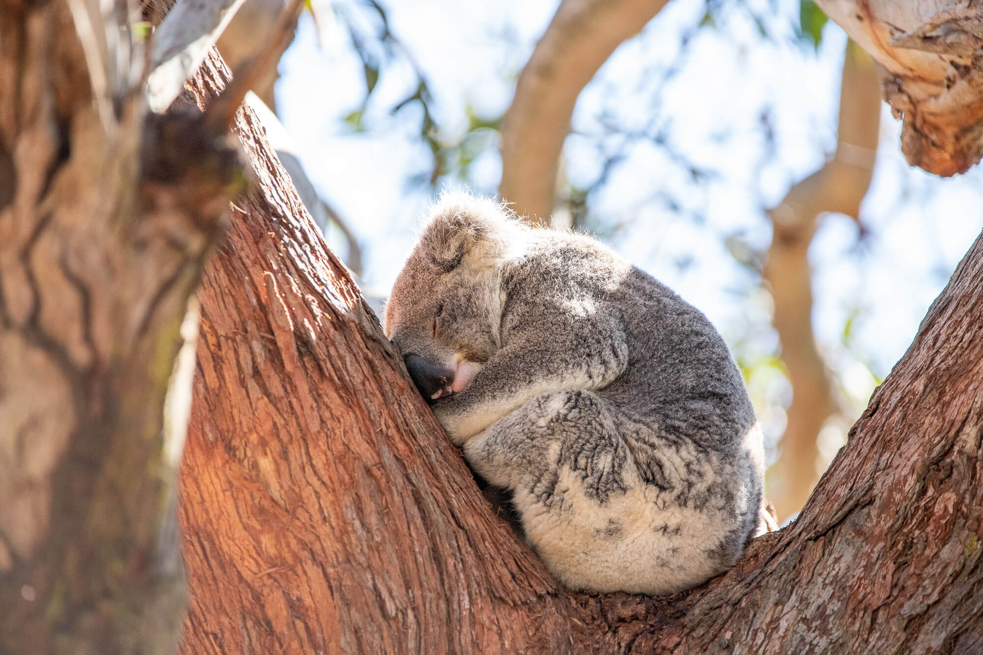 A koala in a tree