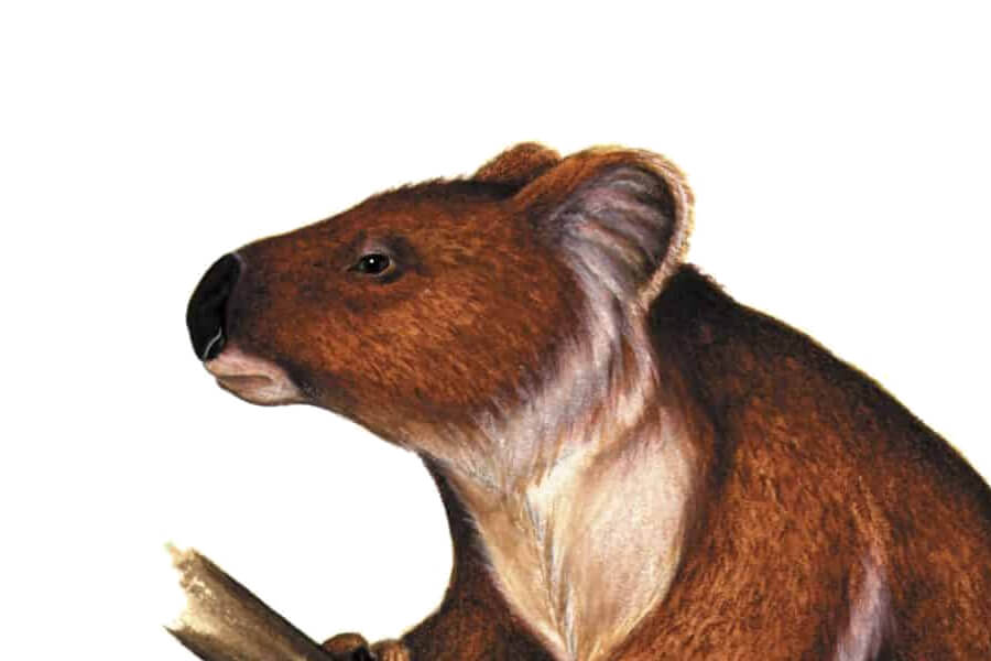 An illustration of an ancient koala