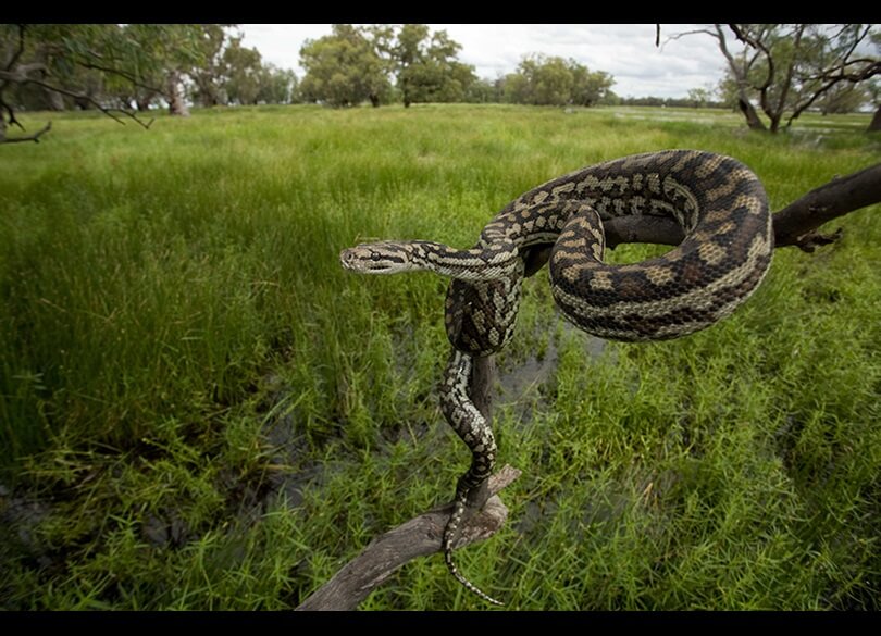 A Carpet python (Morelia spilota) rests on a tree branch