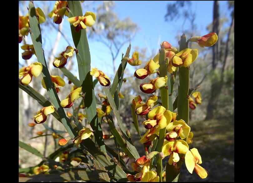 Bossiaea fragrans flowers in a bushland setting