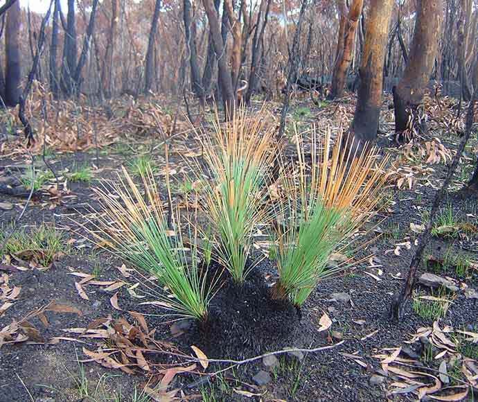 Burned ground after a fire, a grass tree is showing signs of recovery with new growth.