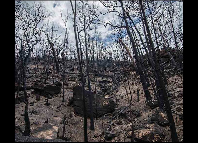 Ash burnt area of high intensity fire killed the tree canopy Warrumbungle National Park